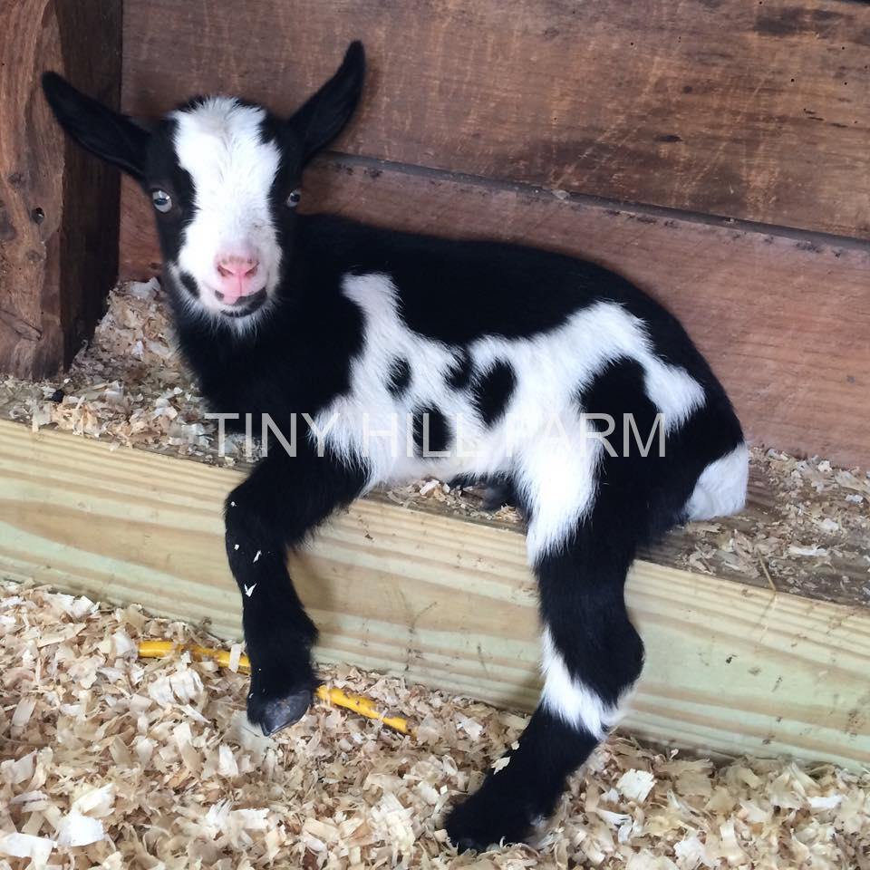 Tiny Hill Farm Nigerian Dwarf Dairy Goats Organic Eggs