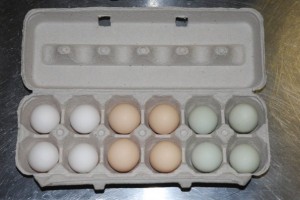 eggs