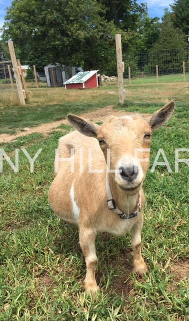 Goat for adoption - LOUISE, a Goat in Union, MO